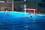 sharks_dharma_173.jpg