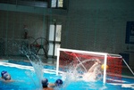 sharks_dharma_180.jpg