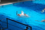 flipper_vs_modugno_13.jpg