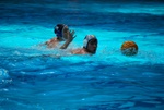 flipper_vs_crotone_45.jpg