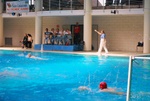 flipper_vs_matera_17.jpg
