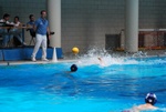 flipper_vs_tritone_15.jpg
