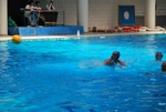 payton_v_flipper_04.jpg