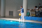 payton_v_flipper_85.jpg