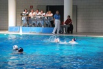 flipper_vs_fimco_18.jpg