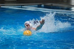 flipper_vs_fimco_25.jpg
